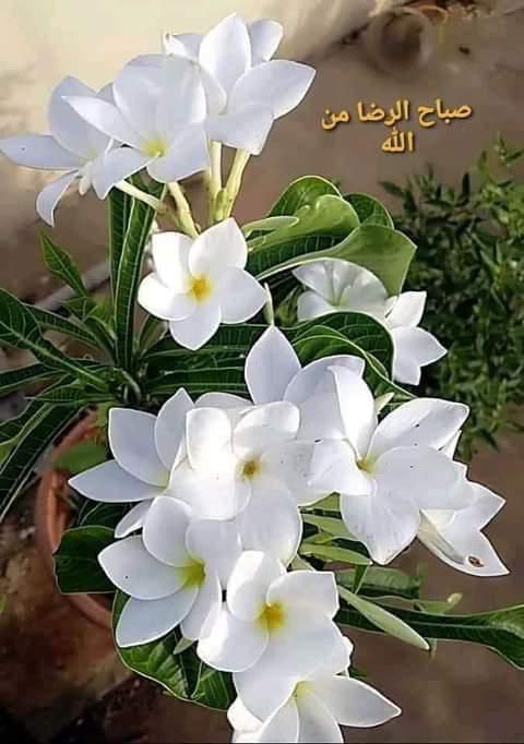 مطبخ ام عبد الرحمن للذة المغربية